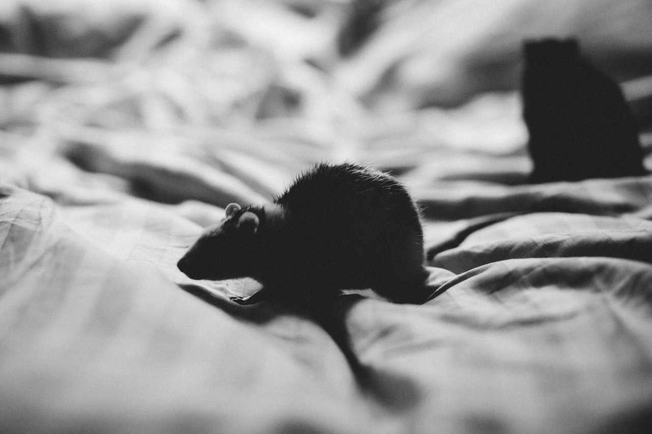 5 signes qu’il est temps d’appeler un exterminateur pour se débarrasser des souris dans votre maison